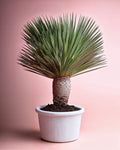Yucca Rostrata XXL