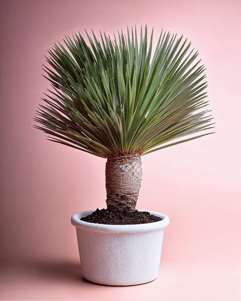 Yucca Rostrata XXL