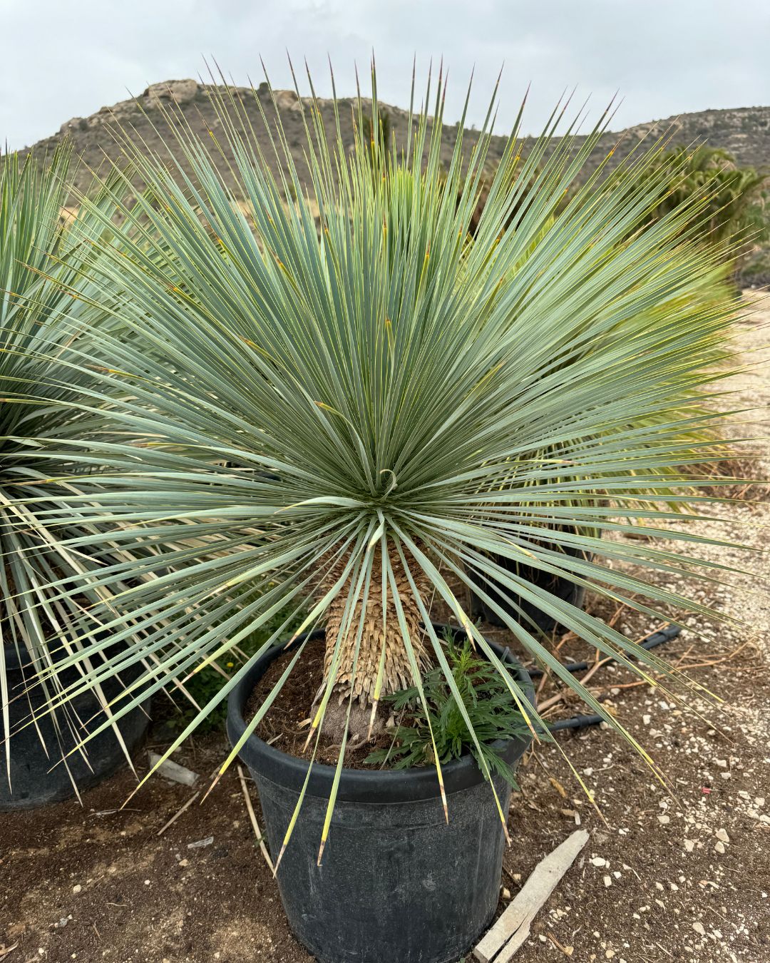 Yucca Rostrata XXL - Pur Plant