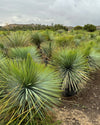 Yucca Rostrata XXL - Pur Plant