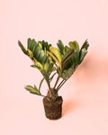 Zamia Furfuracea – Palma-da-bola