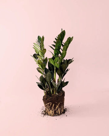 Zamioculcas Raven M