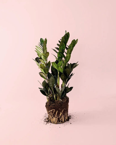 Zamioculcas Raven M