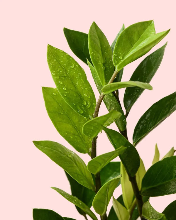 Tipos de Zamioculcas