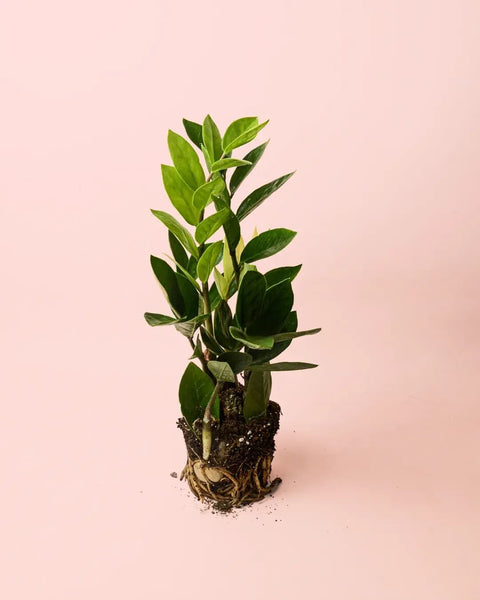 Zamioculcas zamiifolia M