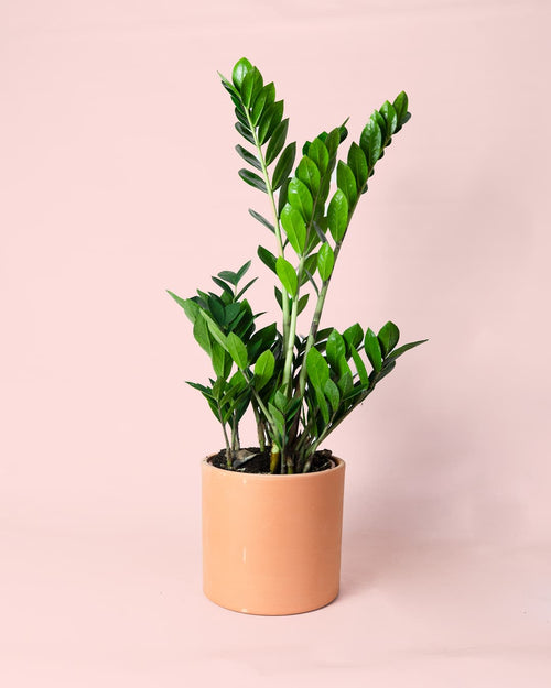 Zamioculca Zamiifolia M - Pur Plant