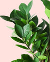 Zamioculca Zamiifolia M - Pur Plant