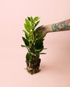 Zamioculca Zamiifolia M - Pur Plant