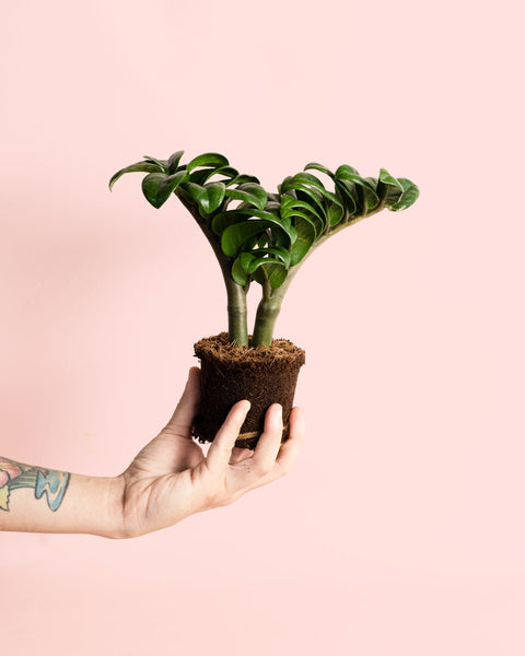 Zamioculcas Zenzi Mini